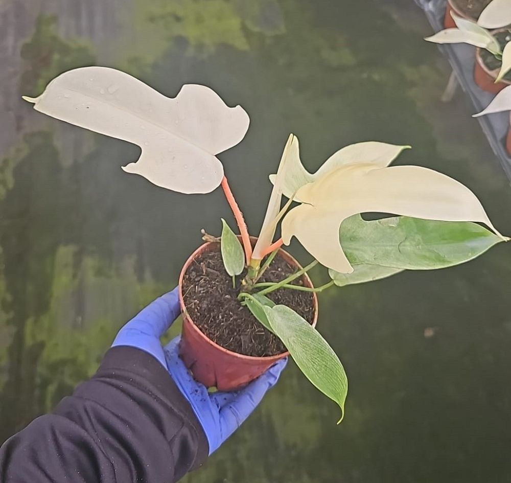 philodendron-squamiferum-x-pedatum-florida-ghost-philodendron-florida-ghost