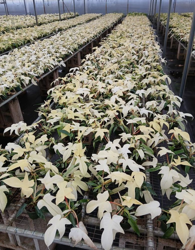 philodendron-squamiferum-x-pedatum-florida-ghost-philodendron-florida-ghost