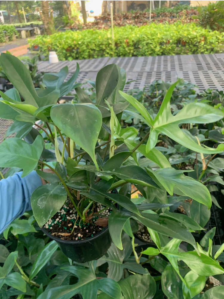 philodendron-squamiferum-x-pedatum-florida-green-philodendron-florida-green