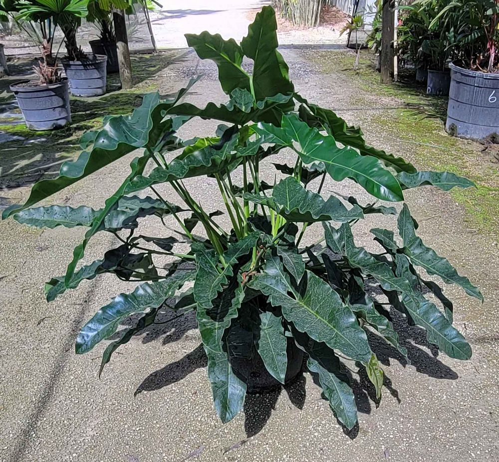 philodendron-stenolobum-thaumatophyllum-stenolobum