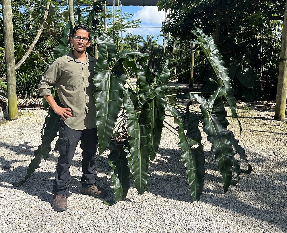 philodendron-stenolobum-thaumatophyllum-stenolobum