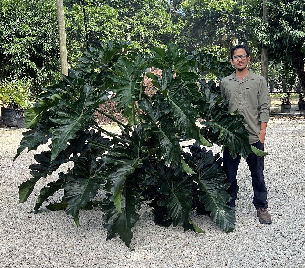 philodendron-stenolobum-thaumatophyllum-stenolobum