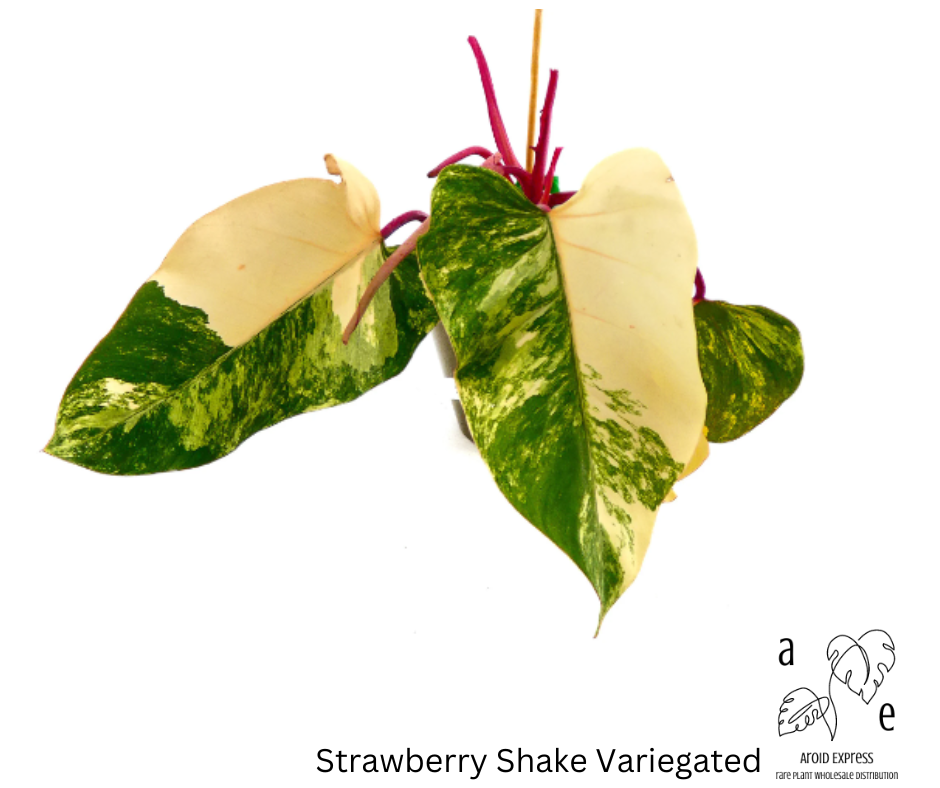 philodendron-strawberry-shake