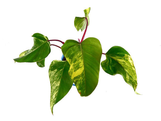 philodendron-strawberry-shake