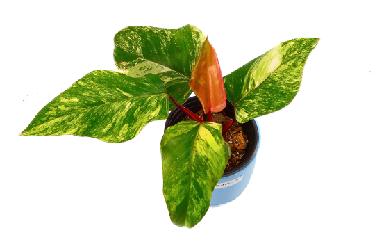 philodendron-strawberry-shake