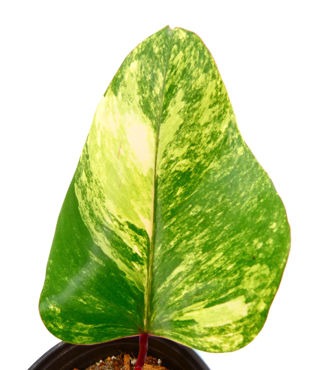 philodendron-strawberry-shake