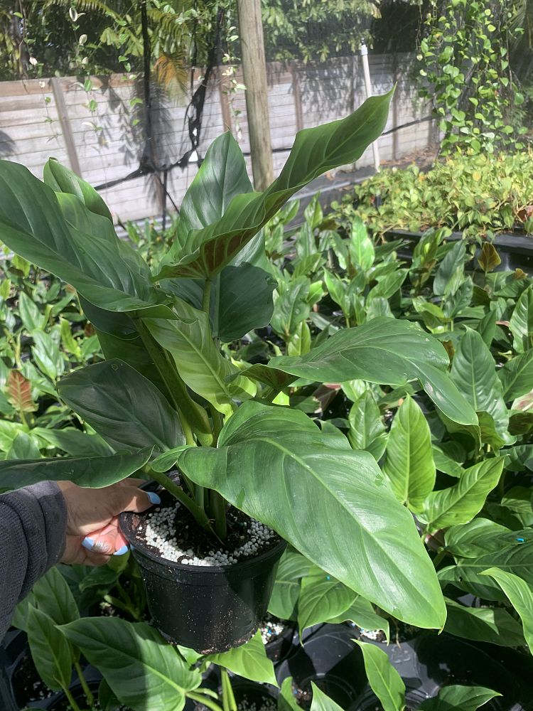 philodendron-subhastatum