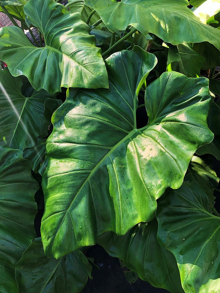 philodendron-subincisum