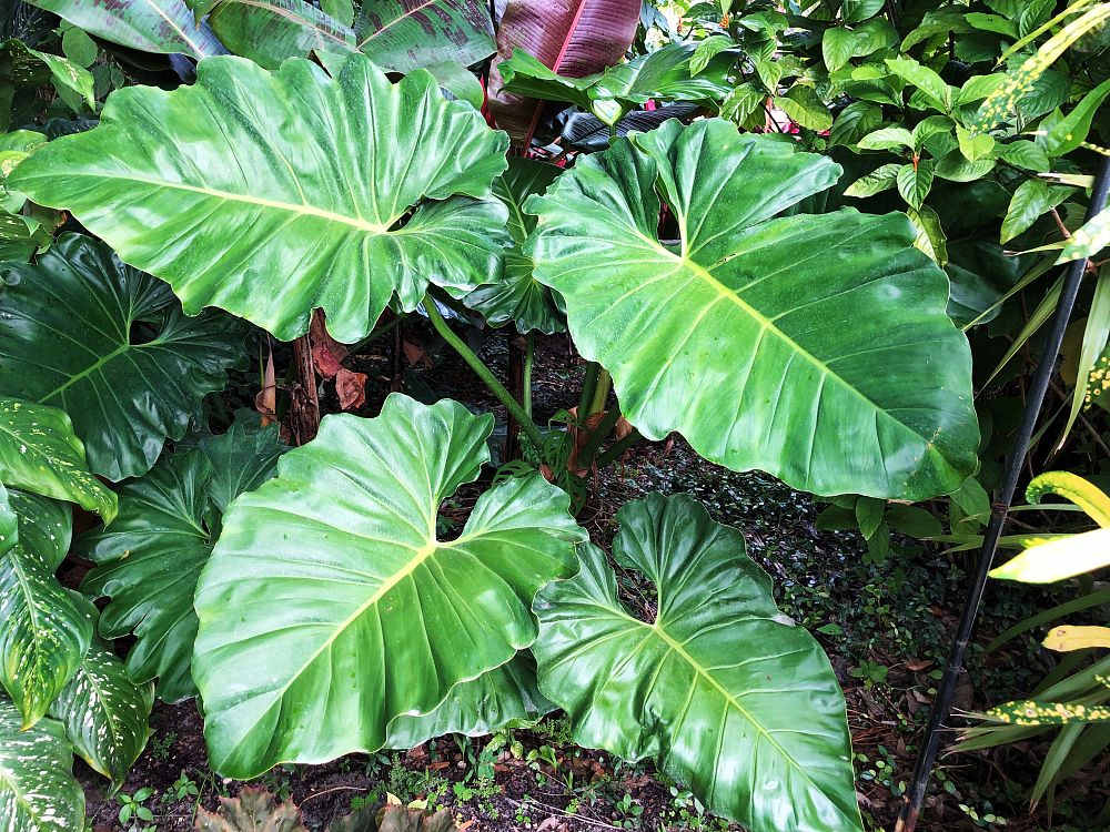 philodendron-subincisum