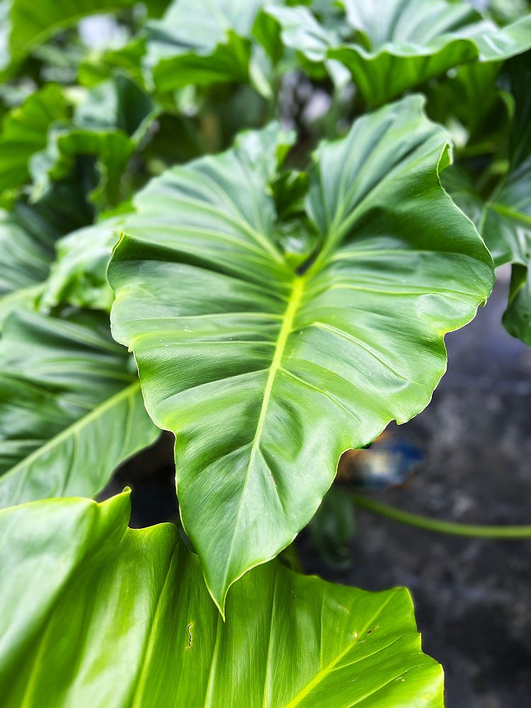 philodendron-subincisum