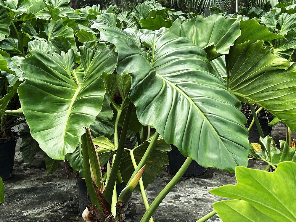 philodendron-subincisum