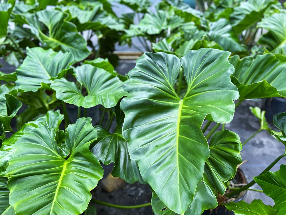 philodendron-subincisum