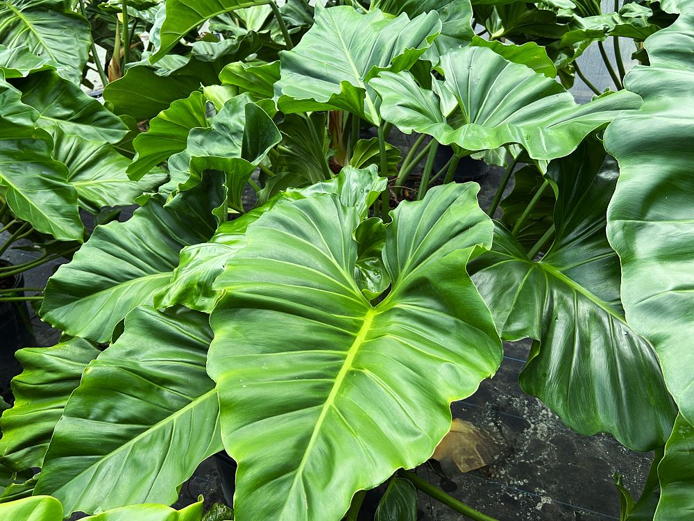 philodendron-subincisum