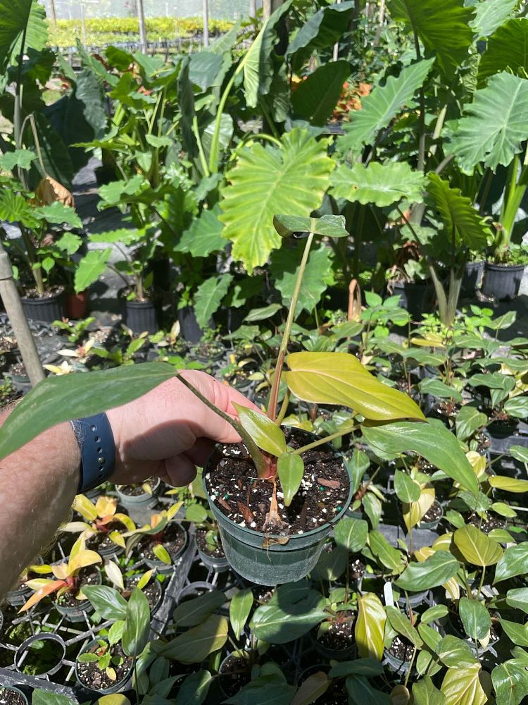 philodendron-summer-glory
