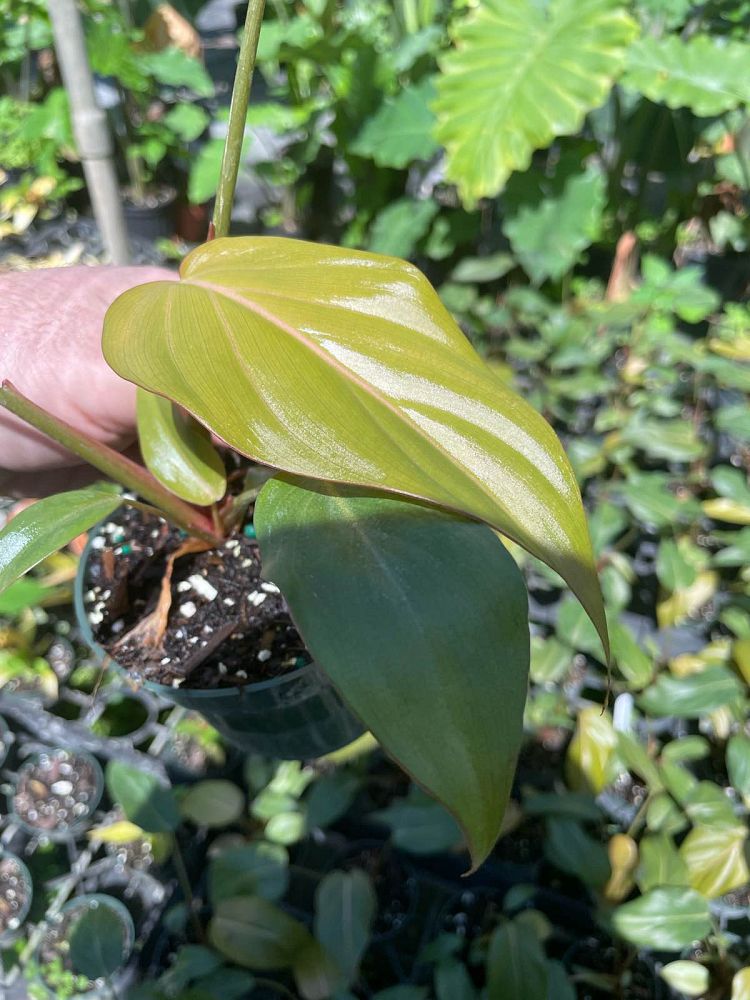 philodendron-summer-glory