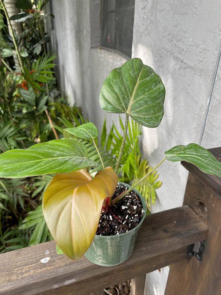 philodendron-summer-glory