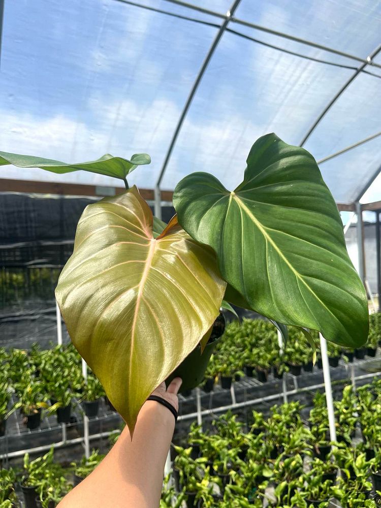 philodendron-summer-glory