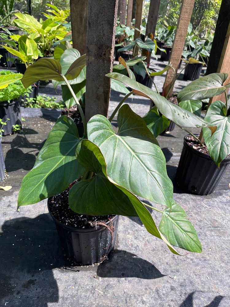 philodendron-summer-glory