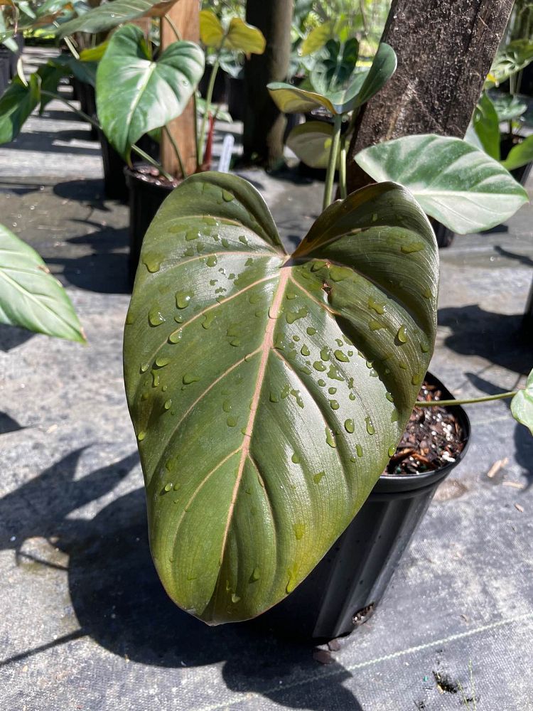 philodendron-summer-glory