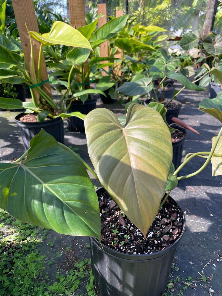 philodendron-summer-glory