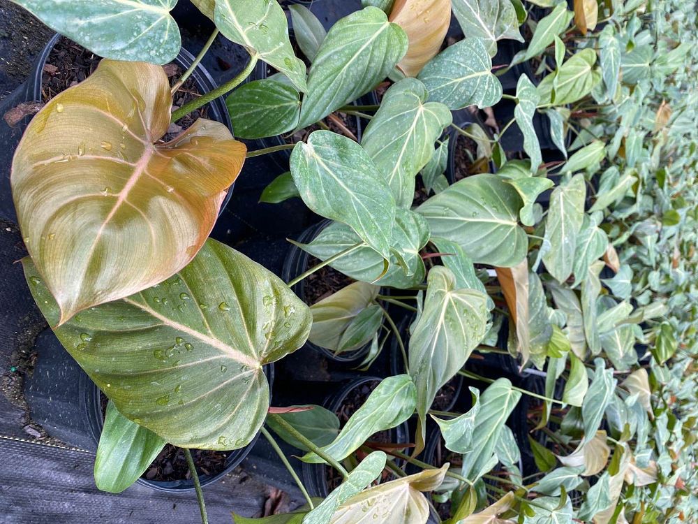 philodendron-summer-glory