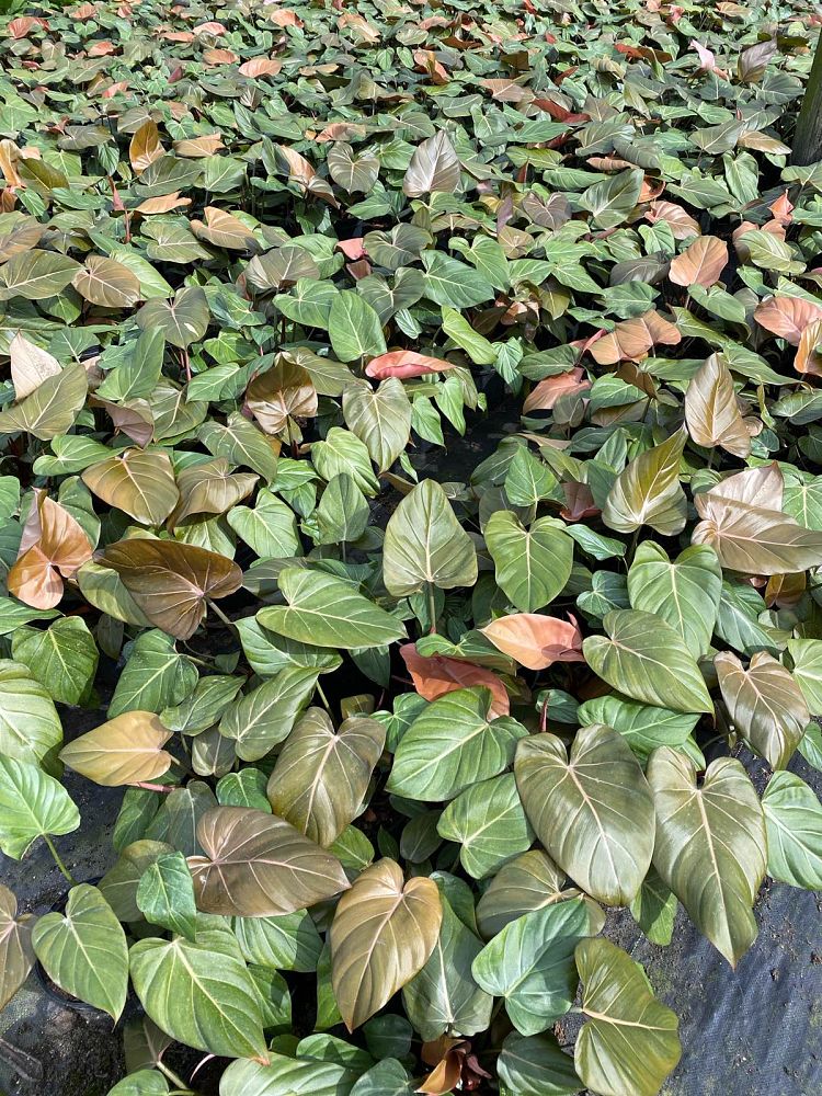 philodendron-summer-glory