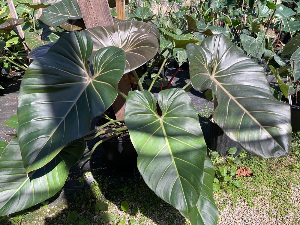 philodendron-summer-glory