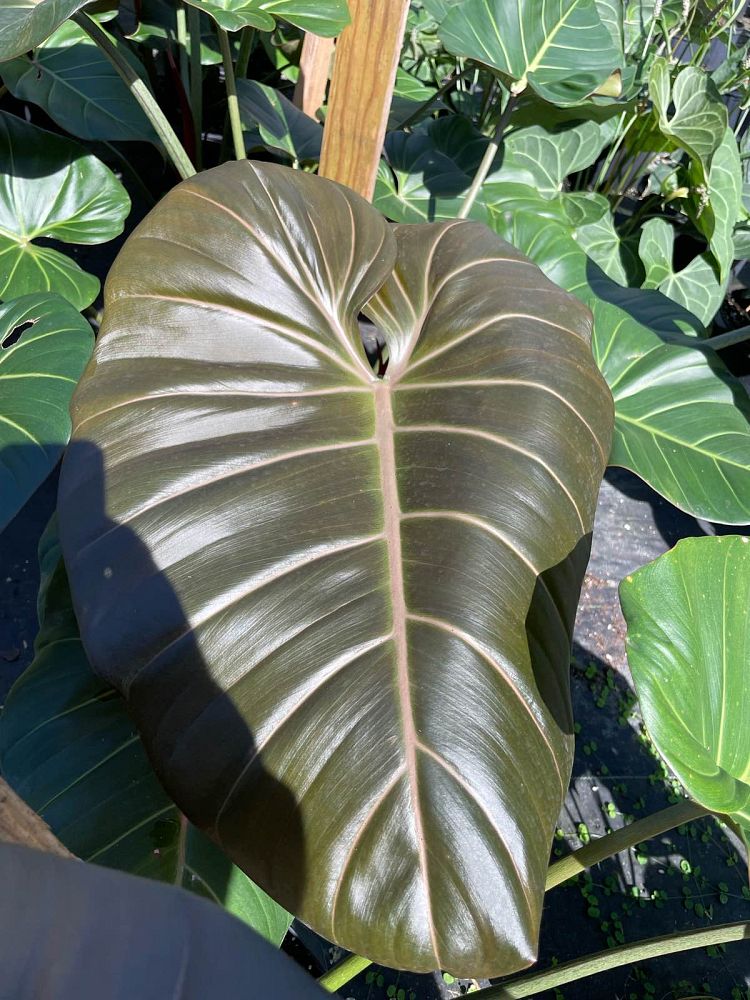 philodendron-summer-glory