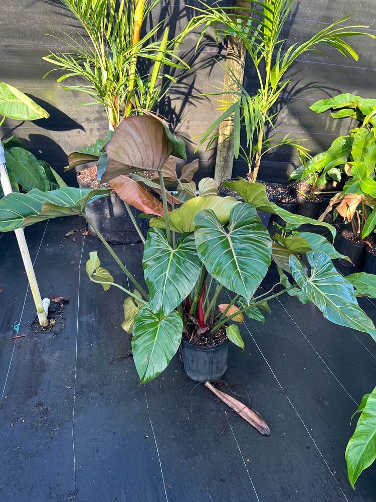 philodendron-summer-glory