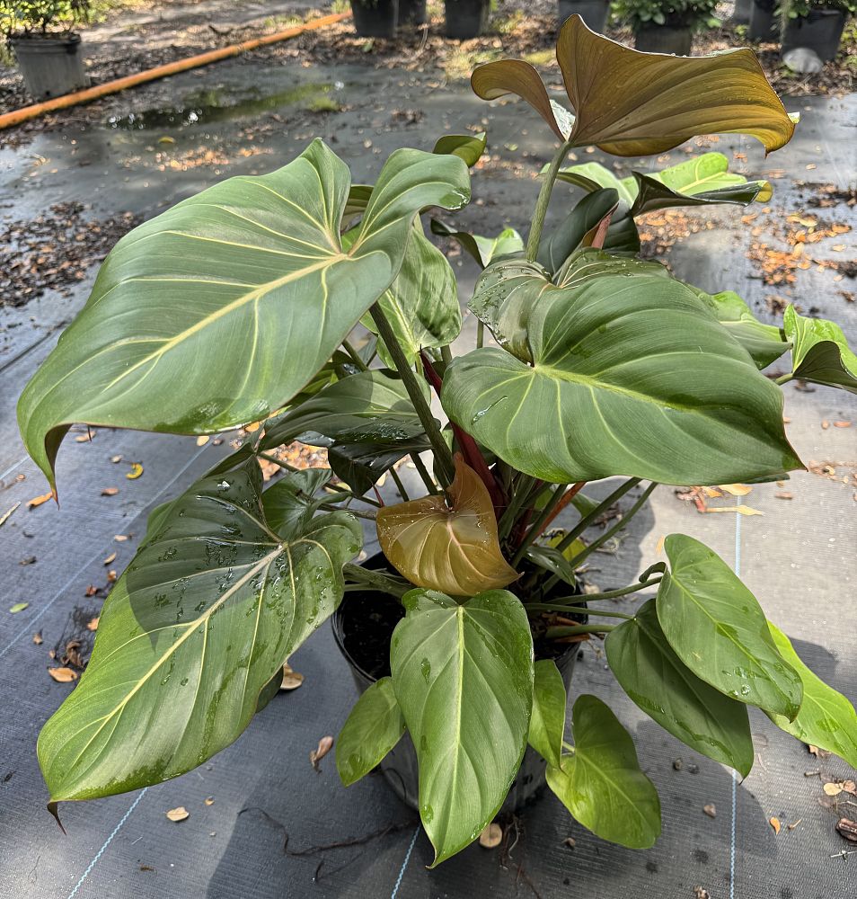 philodendron-summer-glory