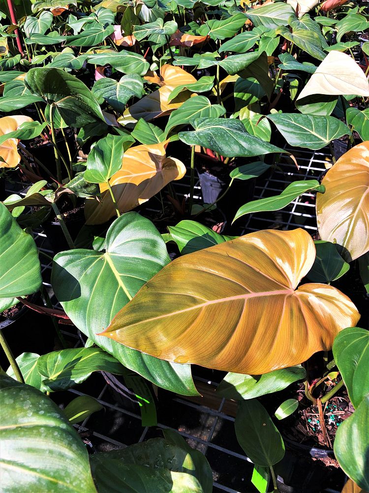 philodendron-summer-glory