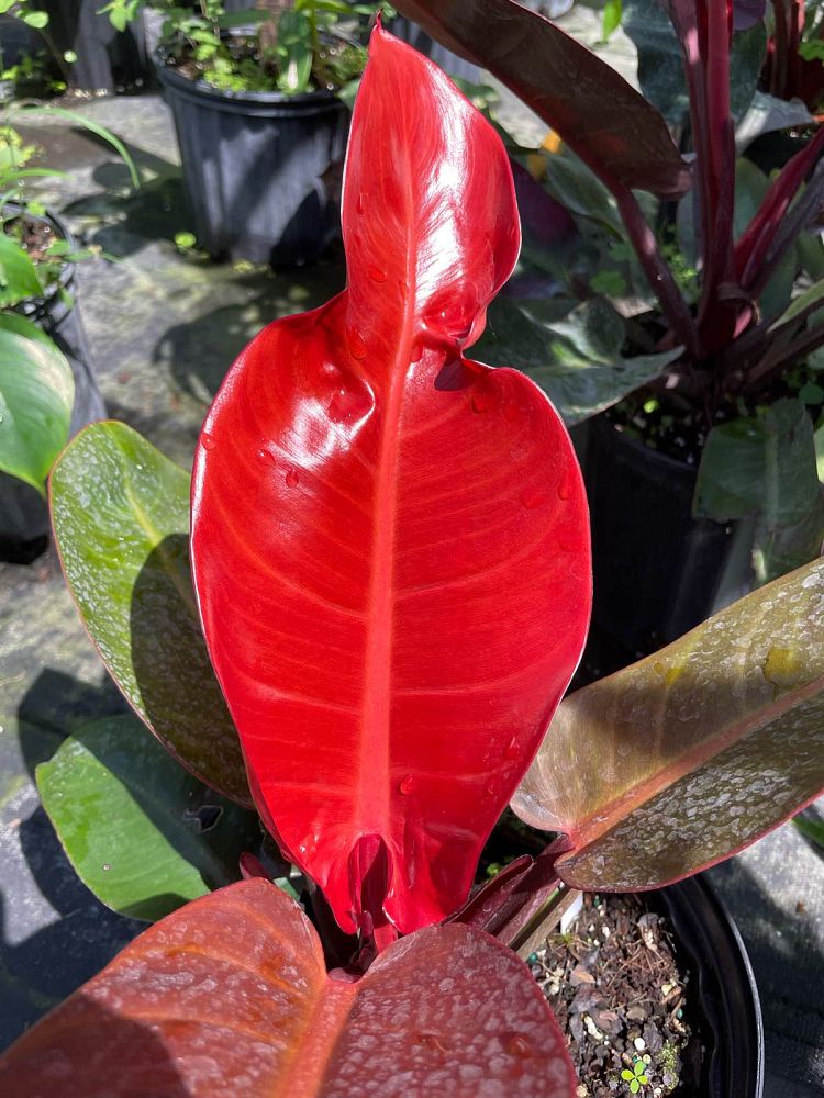 philodendron-sun-red
