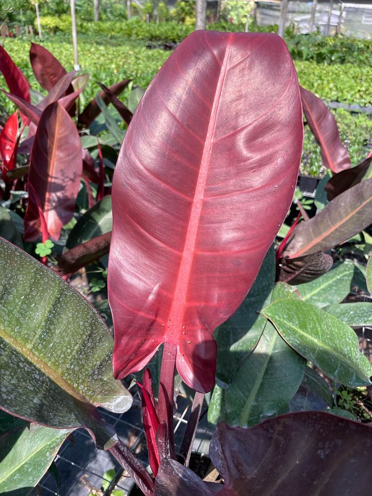 philodendron-sun-red