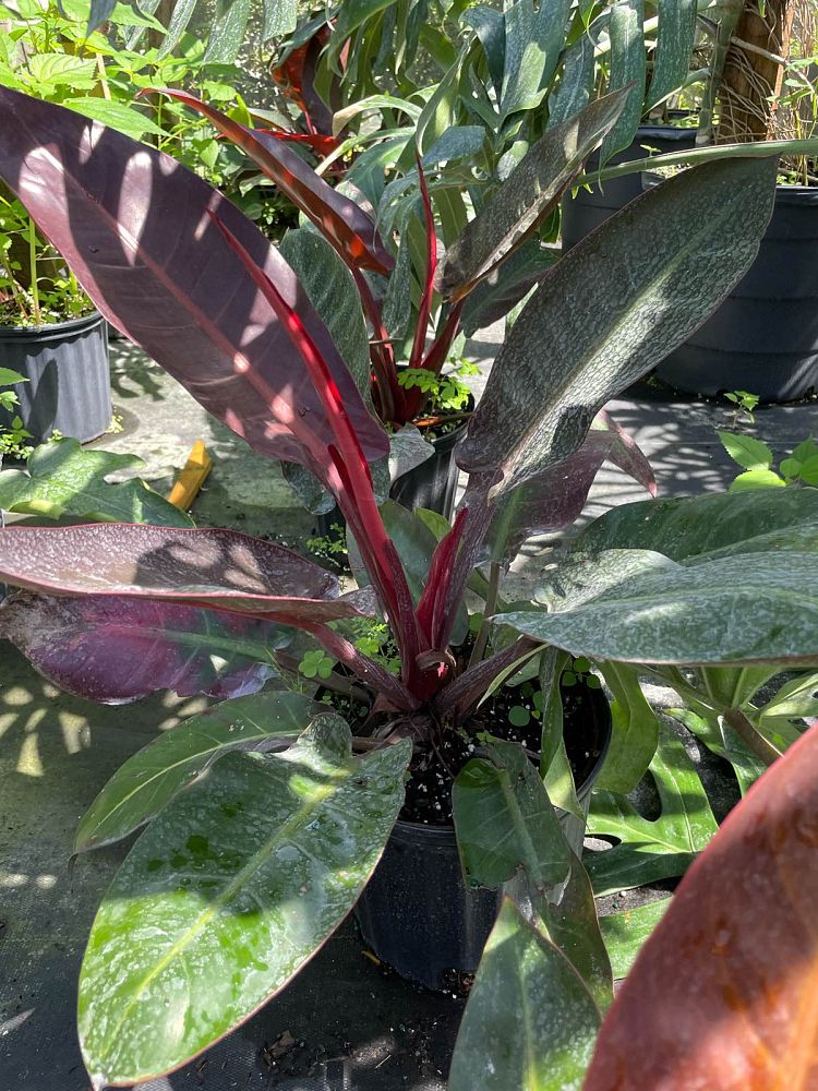 philodendron-sun-red