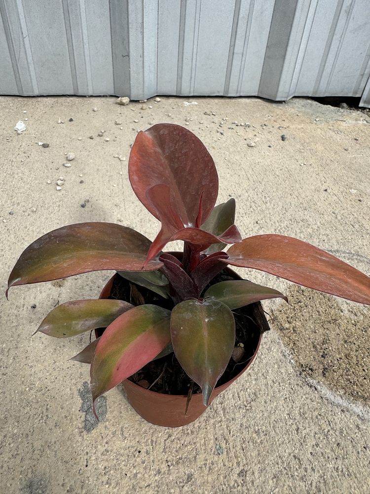 philodendron-sun-red