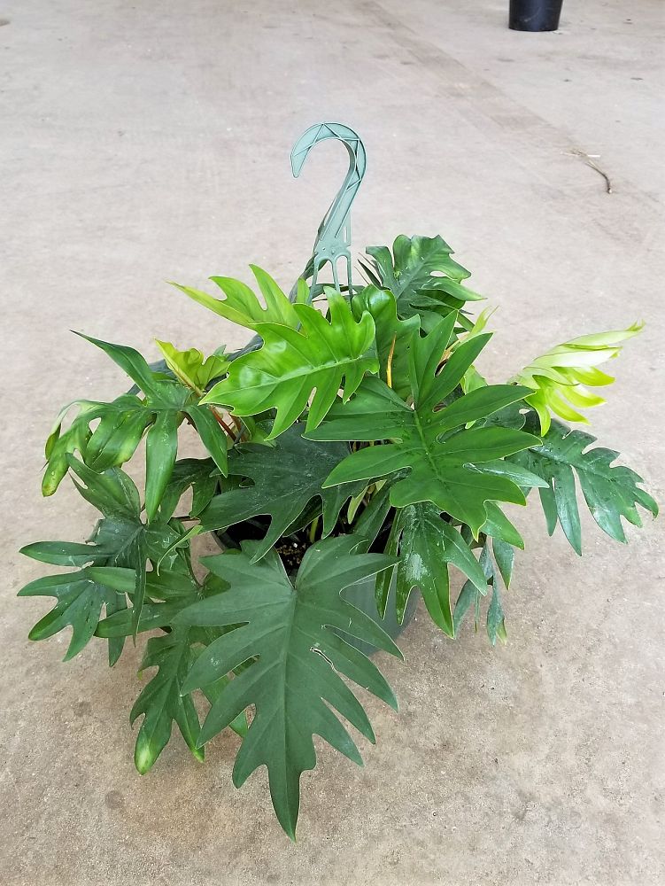 philodendron-tahiti
