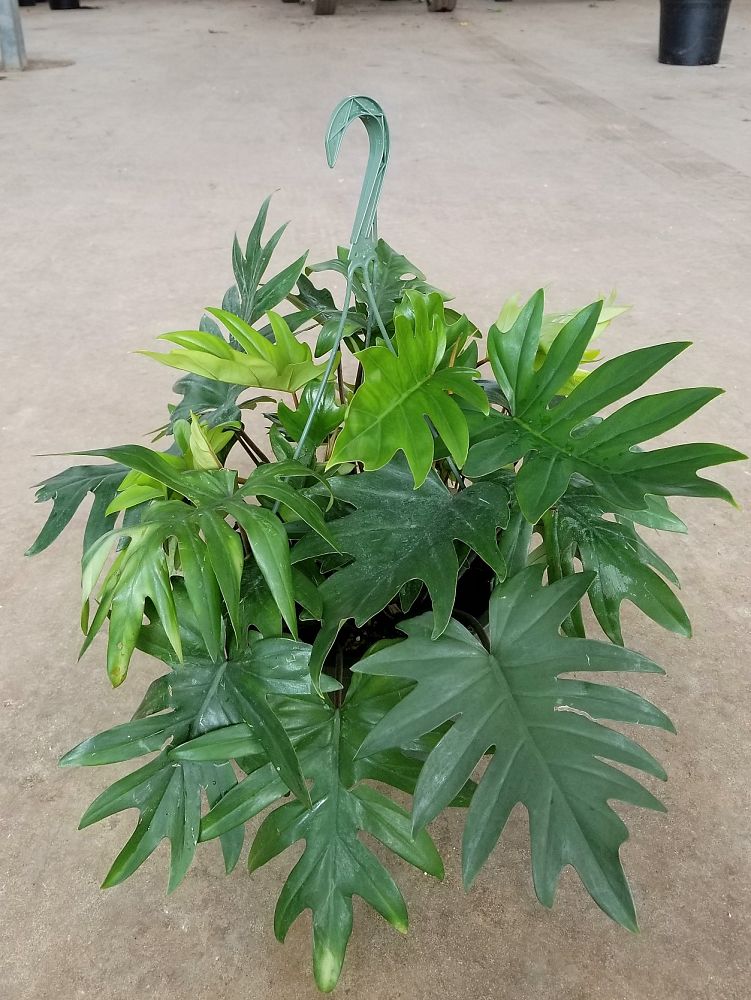 philodendron-tahiti