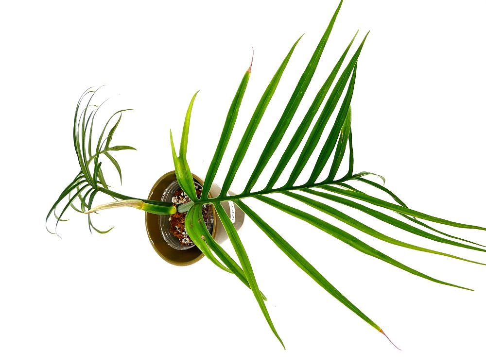 philodendron-tortum