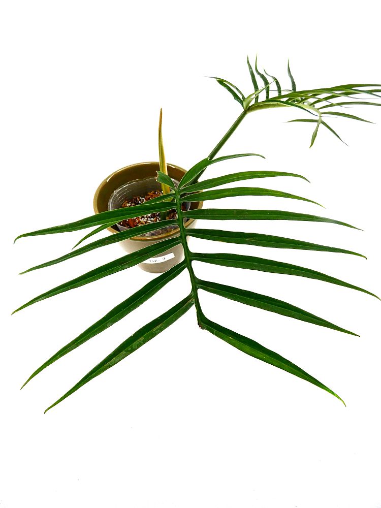 philodendron-tortum