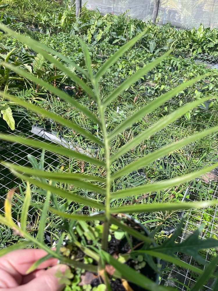 philodendron-tortum