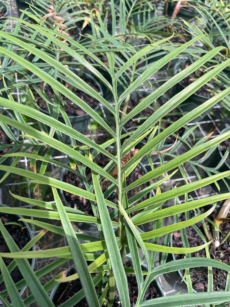 philodendron-tortum