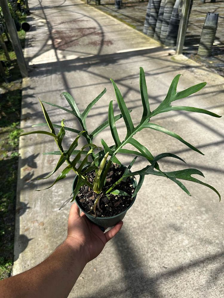 philodendron-tortum