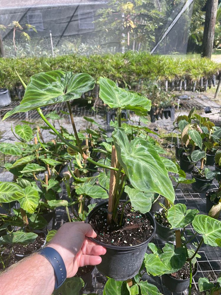 philodendron-verrucosum-velvet-leaf-philodendron