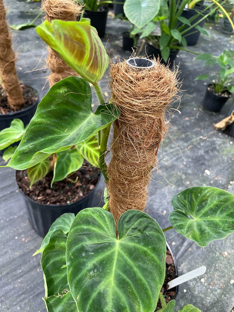 philodendron-verrucosum-velvet-leaf-philodendron