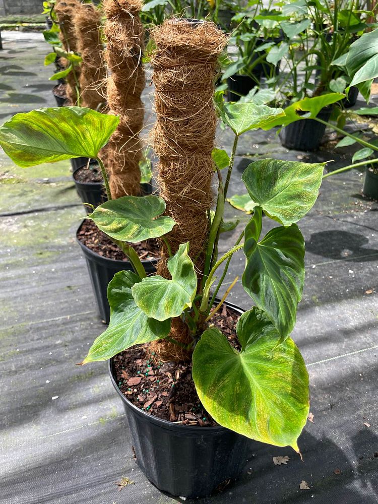 philodendron-verrucosum-velvet-leaf-philodendron
