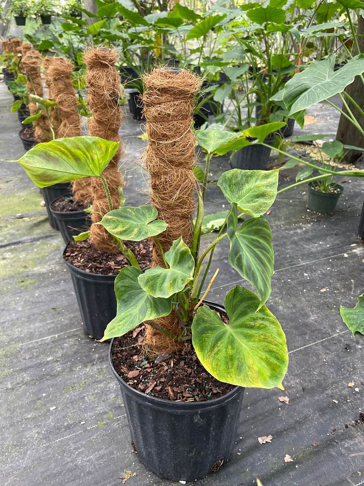 philodendron-verrucosum-velvet-leaf-philodendron