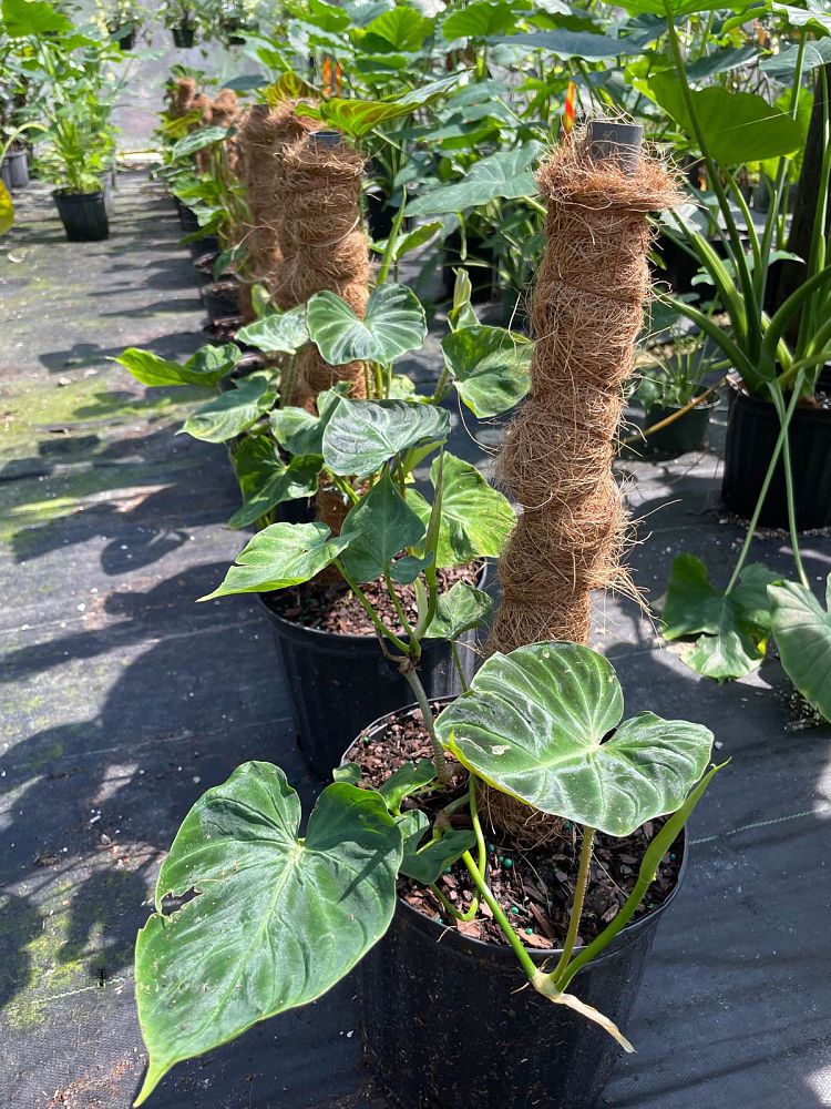 philodendron-verrucosum-velvet-leaf-philodendron
