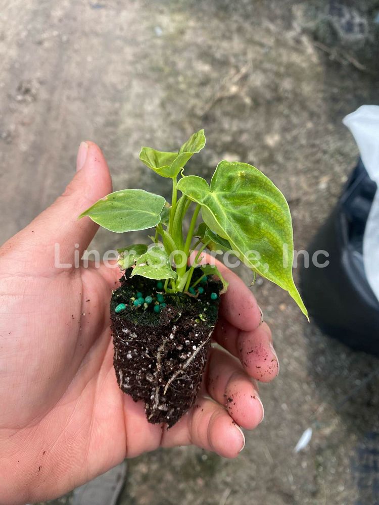 philodendron-verrucosum-velvet-leaf-philodendron