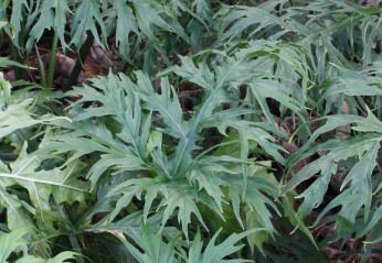 philodendron-warszewiczii-super-lacy-philodendron