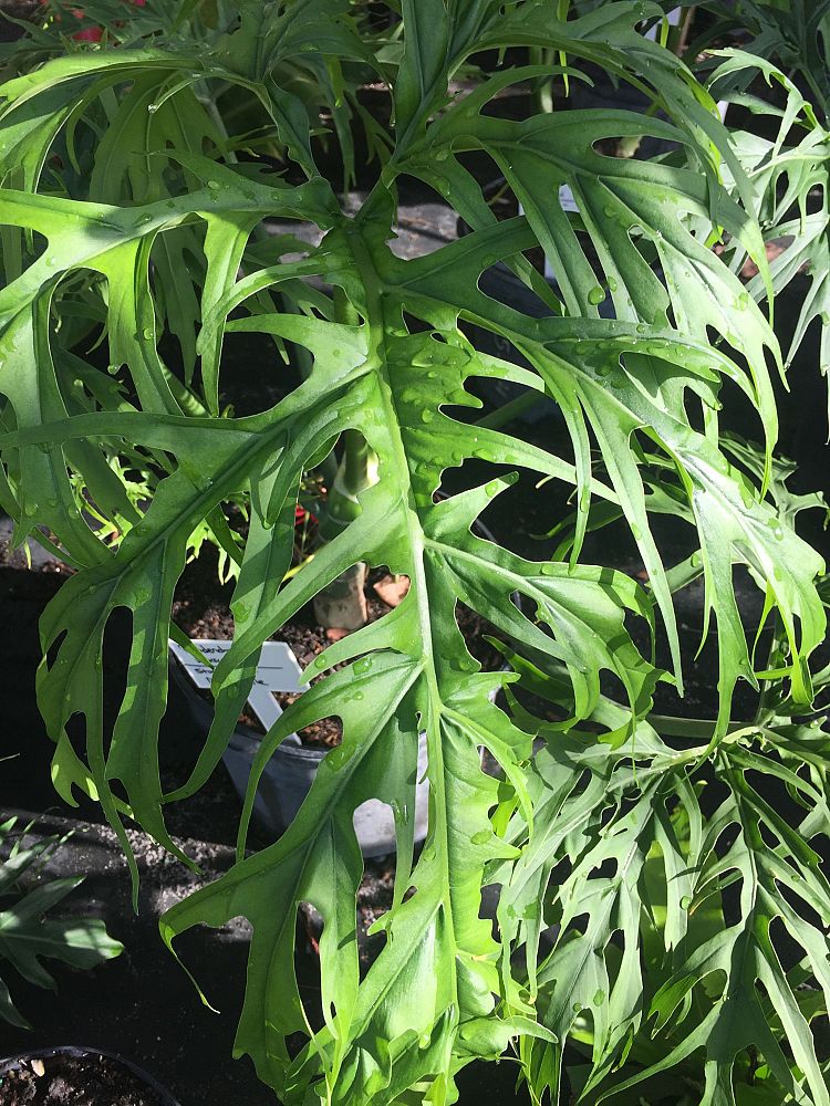 philodendron-warszewiczii-super-lacy-philodendron